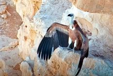 Cría de buitre leonado (Gyps fulvus) alimentada mediante un dron. Foto: RT