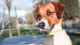Enfermedades contagiosas que se pueden evitar. Enfermedades contagiosas que se pueden evitar.