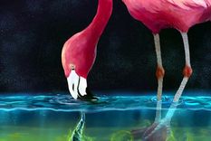 Los flamencos se alimentan arrastrando sus picos aplanados hacia adelante por el fondo de lagos poco profundos. Foto: Dpa.