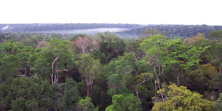 La amazonia, bajo el ojo artístico. Foto: Web