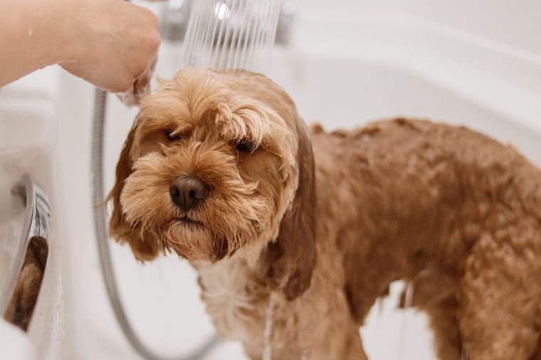 Una ducha no viene mal para las mascotas. Fuente: Shutterstock.