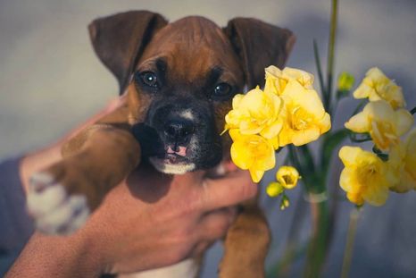 El desesperado pedido de una mujer: su expareja retuvo a su perra y no puede verla. El desesperado pedido de una mujer: su expareja retuvo a su perra y no puede verla.