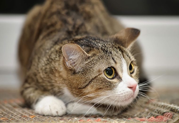 gato Hay olores que ponen nerviosos a los gatos. Foto: Cats Best (catsbest.eu)