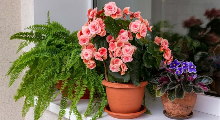 Se puede recuperar la salud de las plantas. Foto: Archivo