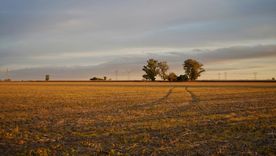 El alquiler permite a los productores agrícolas ajustar su escala de producción en función de las condiciones del mercado. Foto: Nordheimer