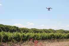 Preocupación en el Gobierno por el uso de drones. Foto: Inta