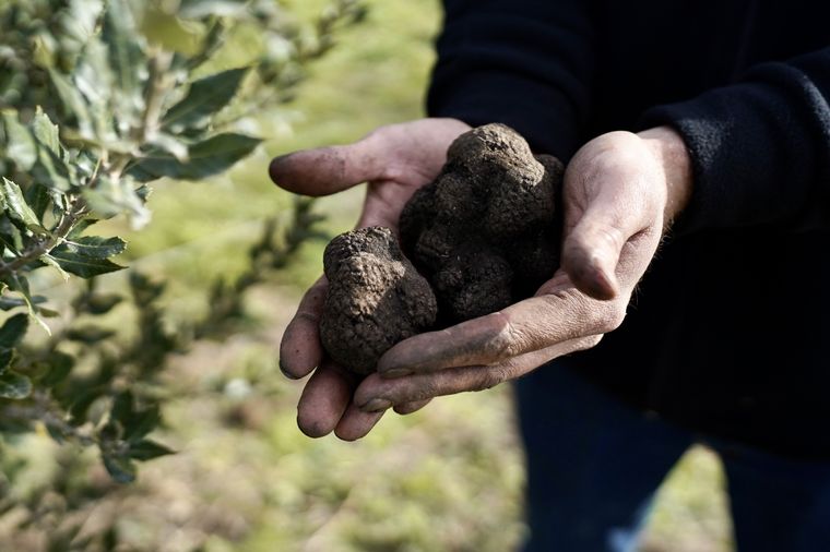 El cultivo es uno de los más exclusivos para la gastronomía y su comercialización deja ganancias en dólares. Foto: Gentileza Trufas del Abra