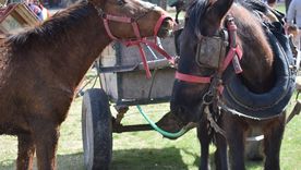 la justicia cambio: maltratar animales ahora se paga con prision
