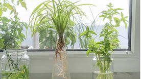 Reproducir plantas en agua es fácil si tomamos en cuenta estos consejos. Foto: Shutterstock Reproducir plantas en agua es fácil si tomamos en cuenta estos consejos. Foto: Shutterstock