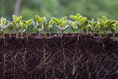Este enraizador casero hará que las raíces crezcan fuertes y las plantas tengan muchas flores Foto: Shutterstock