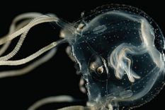 medusa sin cerebro La medusa sin cerebro es un animal sorprendente. Foto: Wikipedia.