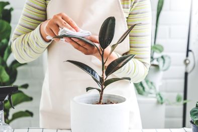 MDZol | Plantas de interior Consejos para limpiar sus hojas Foto: Shutterstock