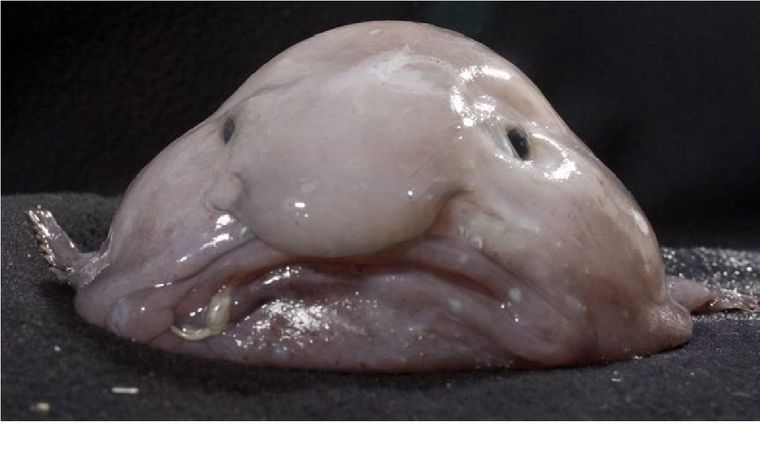 El pez borrón se convirtió por su aspecto en una referencia de internet, pero es un animal del que se desconocen muchas cosas. Foto: PHOTOSHOT