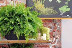 Plantas para purificar el ambiente. Foto: Archivo
