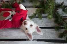 MASCOTAS CUIDADOS DE LOS PERROS EN NAVIDAD. Foto: SHUTERSTOCK