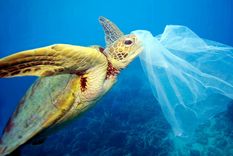 océanos contaminación Los océanos están en situación crítica. Foto: Efe.