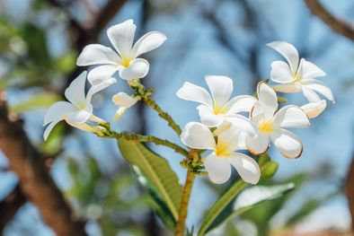 MDZol | El jazmín es una de las plantas que representan el amor y que no puede faltar en el hogar Foto: Archivo