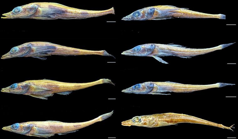 Akarotaxis gouldae (izquierda) en comparación con Akarotaxis nudiceps (derecha) muestran diferencias morfológicas distintivas. Foto: Dpa.