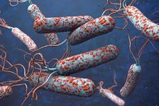 espana volvio a registrar un caso autoctono de colera despues de 43 anos