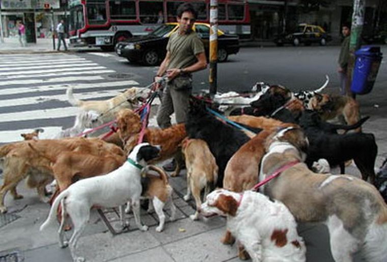 Perros paseados, parte del paisaje de las ciudades.