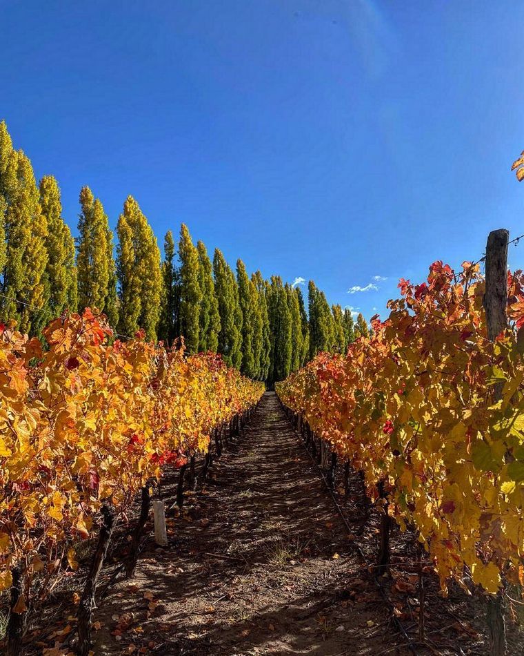 Los colores de otoño en Mendoza. Foto de Alejandro Vigil.