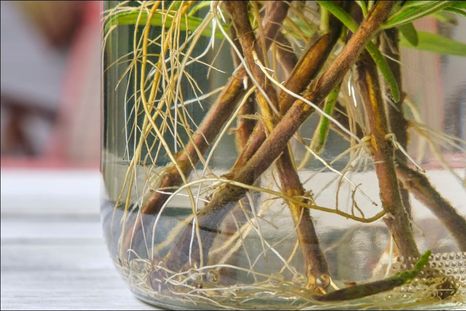 Fortalece las raíces de todas tus plantas. Foto: SHUTTERSTOCK Fortalece las raíces de todas tus plantas. Foto: SHUTTERSTOCK