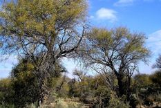 Los bosques nativos de algarrobo son los que más superficie ocupan en Mendoza Foto: Conicet Mendoza