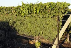 La crisis hídrica y la quita de subsidios ponen en jaque la próxima cosecha de uva en la provincia, según un informe de Acovi Foto: ALF PONCE MERCADO / MDZ