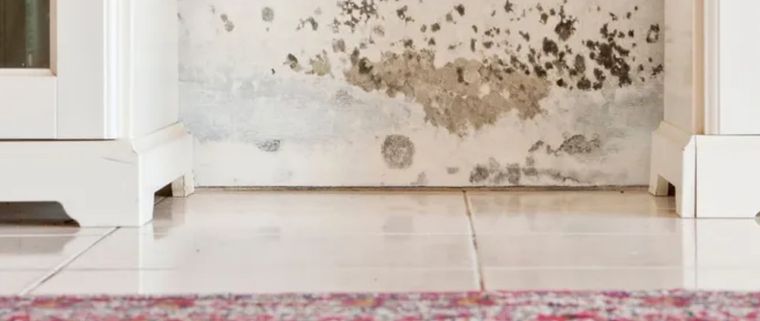 En un hogar cuanto más tiempo se desarrolla el moho, más daño potencial puede causar. Foto: Ekspansio - homesandgardens.com