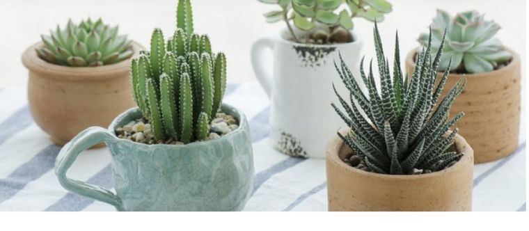 Ayuda con esta simple mezcla a tus cactus y suculentas Foto: Shutterstock