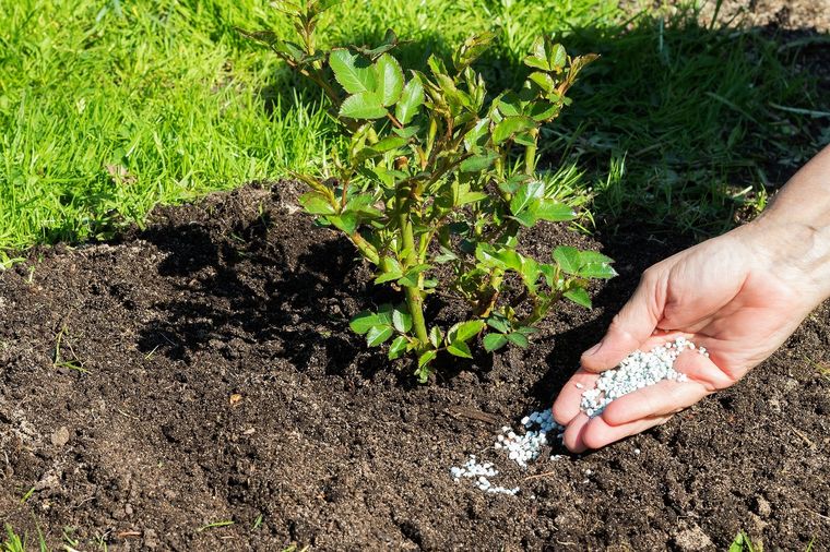 Este ingrediente de la cocina tiene grandes propiedades con son vitales para las plantas del jardín Foto: Shutterstock