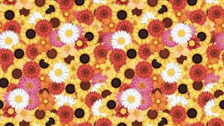 Acertijo visual, reto visual, abeja Pinterest Foto: Pinterest