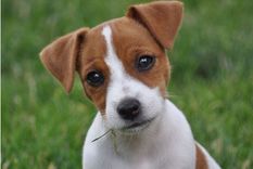 Jack Russell Terrier Perros, Jack Russell Terrier Foto: Canva