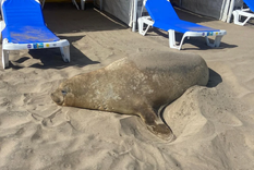 Las autoridades indican que los turistas no deben darle comida ni bebida ni acercarse al mamífero. Foto: Noticias Argentinas