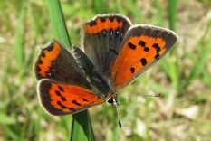 el extrano caso de las mariposas carnivoras
