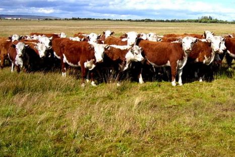 el ternero cambia la dinamica del mercado y retrasa la zafra ganadera el ternero cambia la dinamica del mercado y retrasa la zafra ganadera