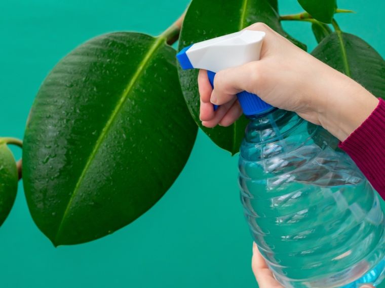 Los aerosoles o espray hechos con mezcla de productos de casa son formas rápidas y efectivas de mantener alejados a los insectos de sus preciadas plantas de interior y exterior. Foto: Gardening Know How -www.gardeningknowhow.com
