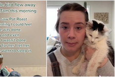 la muerte de pot roast, el gato mas famoso de tiktok, revoluciono las redes sociales