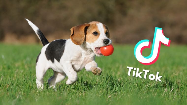 Estos animales son los preferidos de muchas personas