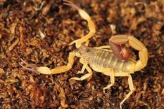 como saber que alacranes son venenosos en argentina