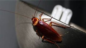 Las cucarachas son una de las plagas más desagradables Foto: Shutterstock