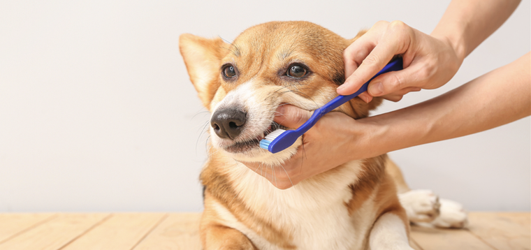 Un truco para ayudar a la salud bucal de tu mascota.