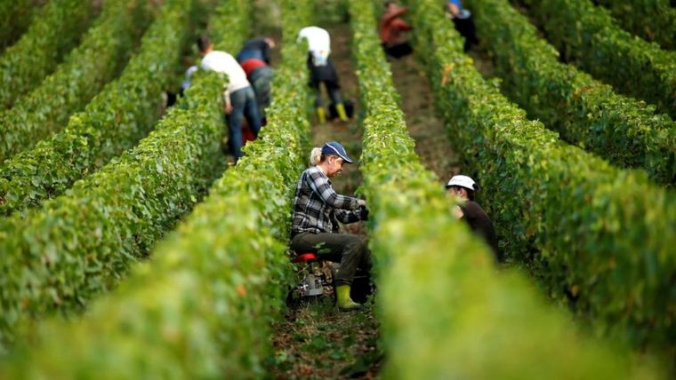 El sector agroindustrial, conocido históricamente por su estabilidad, ha vuelto a ser una alternativa atractiva para la generación de valor en una coyuntura complleja. Foto: Archivo MDZ