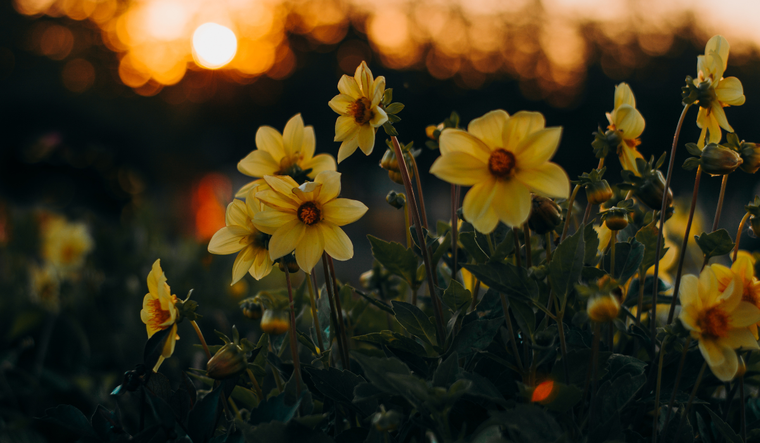Este truco casero cambiará para siempre el jardín del hogar.