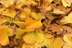 Es muy común que las plantas tengan algunas de sus hojas amarillas. Foto: Pixabay - pixabay.com