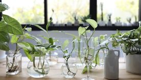Estas plantas de interior pueden crecer solo en agua y requieren pocos cuidados. Estas plantas de interior pueden crecer solo en agua y requieren pocos cuidados.