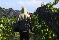 En plena vendimia, los bodegueros recibieron una muy buena noticia en el mercado interno. Foto: Rodrigo DAngelo / MDZ En plena vendimia, los bodegueros recibieron una muy buena noticia en el mercado interno. Foto: Rodrigo DAngelo / MDZ