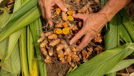 JARDÍN La cúrcuma es capaz de mejorar la función inmune y reducir las complicaciones cardiovasculares Foto: SHUTTERSTOCK JARDÍN La cúrcuma es capaz de mejorar la función inmune y reducir las complicaciones cardiovasculares Foto: SHUTTERSTOCK