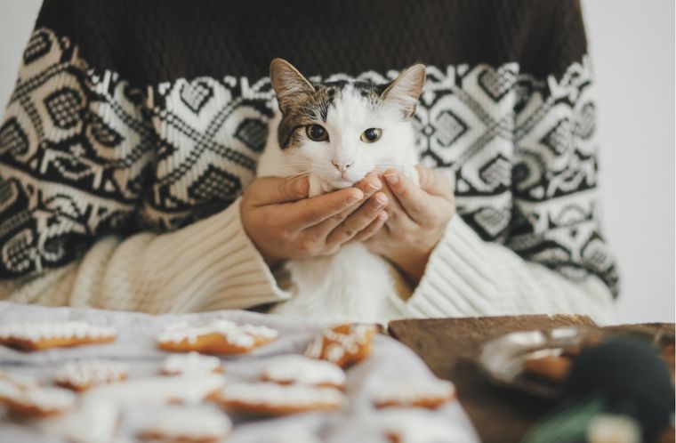 Gatos Premios para los felinos Foto: Shutterstock