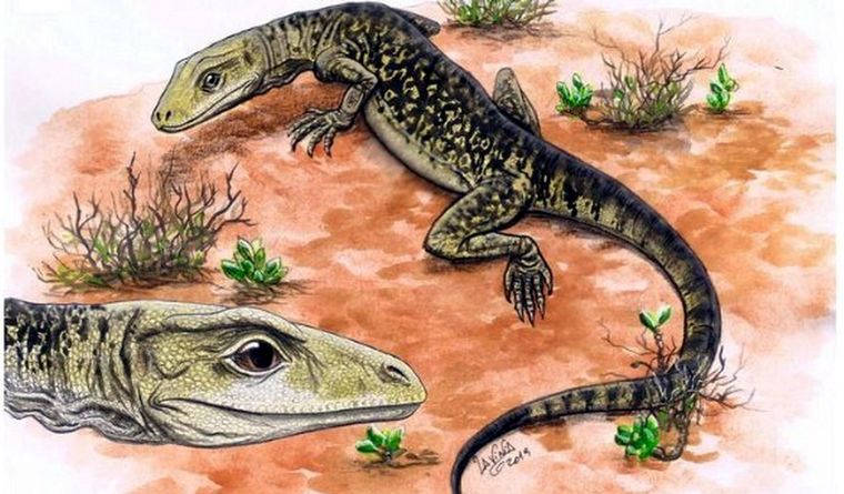 Restauración de la vida del lagarto más antiguo, Cryptovaranoides microlanius. Foto: Dpa.
